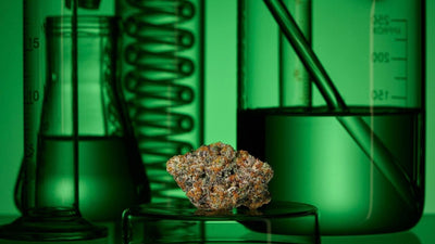 How to Extract CBD From Hemp