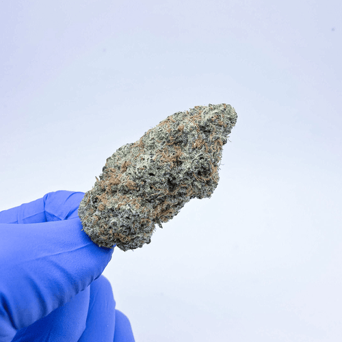 Kush Queen Hemp Flower *Exotic* AAA Jet Fuel OG THCa Flower