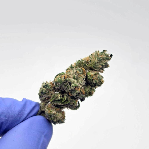 Kush Queen Hemp Flower *Exotic Smalls* RS 37 THCa Flower