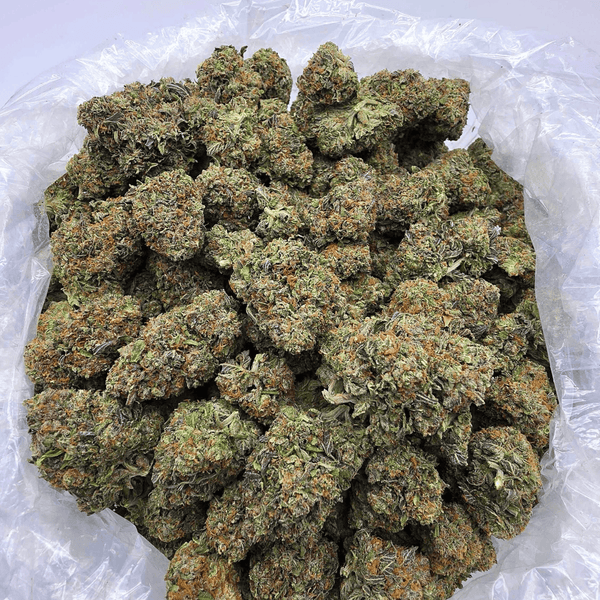 Kush Queen Hemp Flower *Private Reserve* AA Grade Gaslato THCa Flower