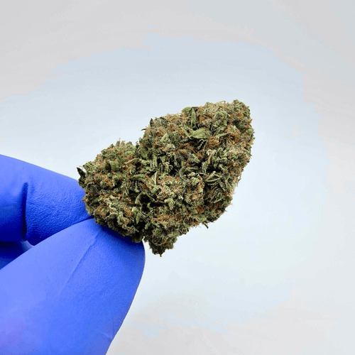 Kush Queen Hemp Flower *Private Reserve* AA Grade Gaslato THCa Flower