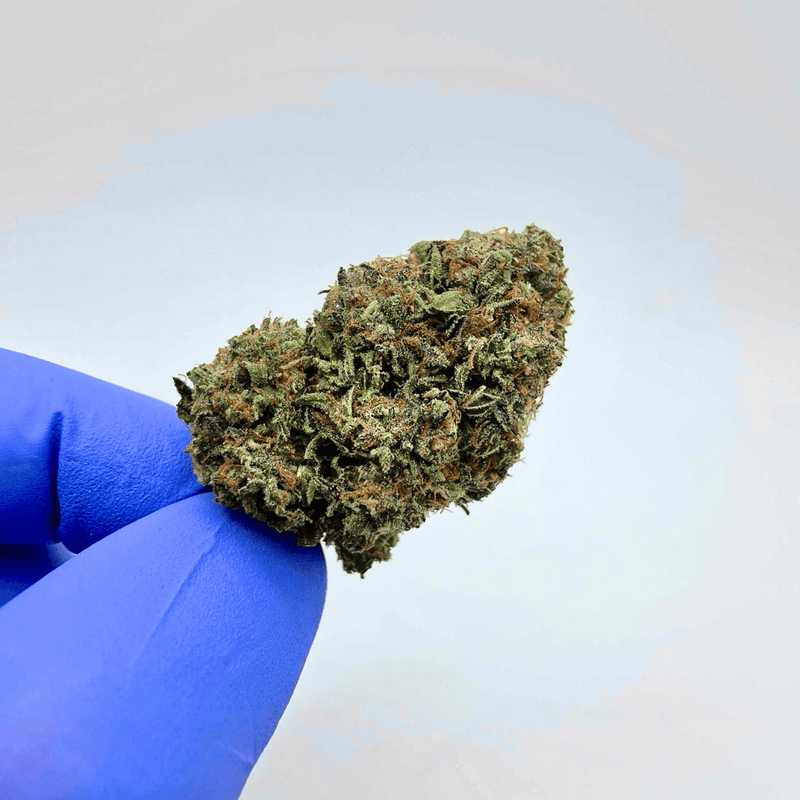 Kush Queen Hemp Flower *Private Reserve* AA Grade Gaslato THCa Flower