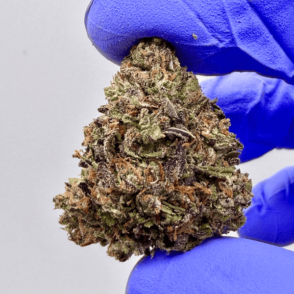 Kush Queen Hemp Flower *Private Reserve* AA Grade Gelato 41 THCa Flower