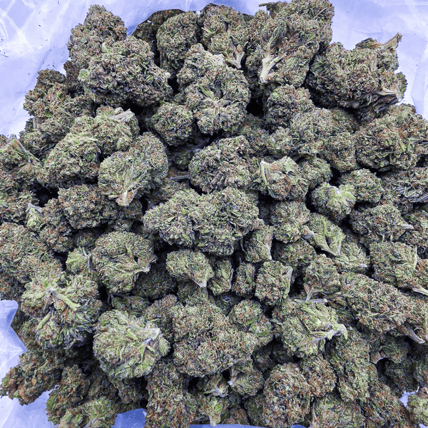 Kush Queen Hemp Flower *Private Reserve* AA Unicorn Runtz THCa Flower