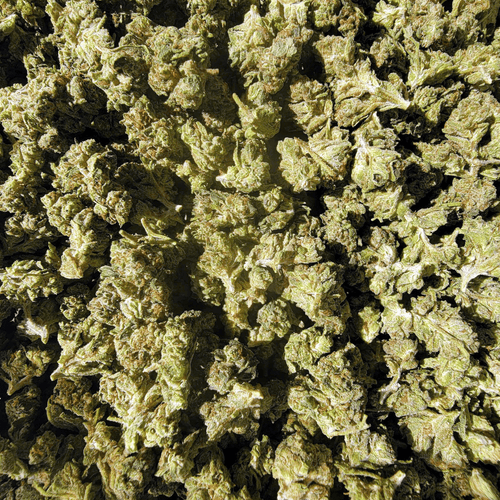 Kush Queen Hemp Flower *Smalls* Gelatti THCa Flower (Greenhouse)