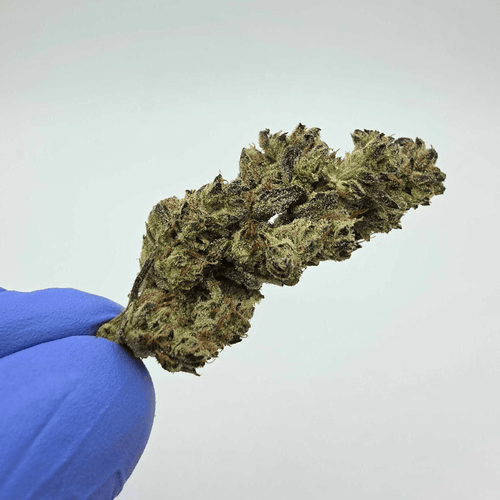 Kush Queen Hemp Flower *Top Shelf* Coup d'etat#1 THCa Flower