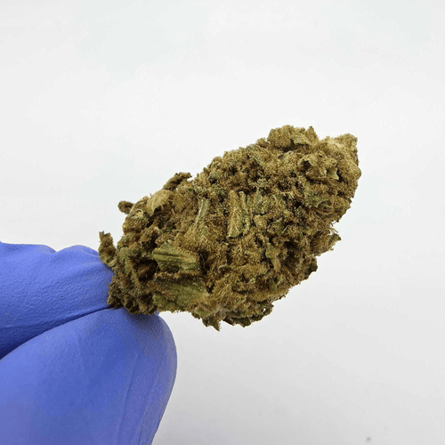 Kush Queen Hemp Flower *Top Shelf* Super Lemon Haze THCa Flower
